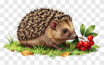 Hedgehog Eating Berry PNG