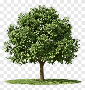 Lush Green Tree With Full Canopy PNG