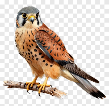 Falcon Perched On Branch PNG