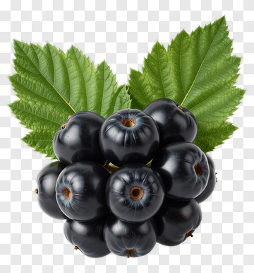 Blackberry With Leaf PNG