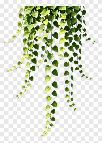 Heart-shaped Leaves Vine Plant PNG