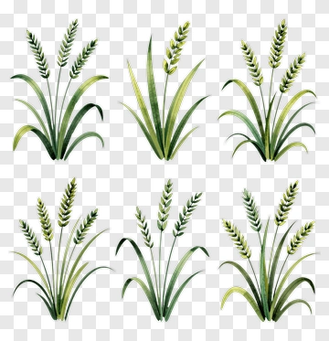 Watercolor Wheat Plants PNG