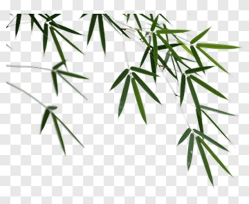 Bamboo Leaf Branch PNG