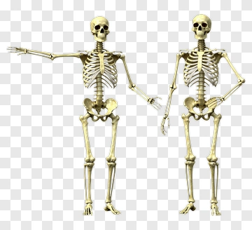 Two Skeletons In 3D Style PNG
