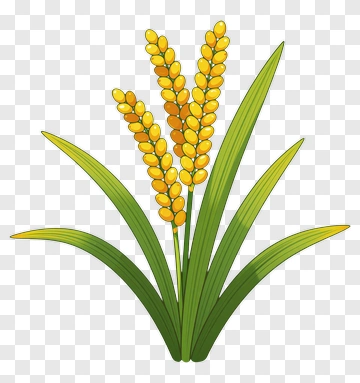 Rice Plant With Golden Grains PNG