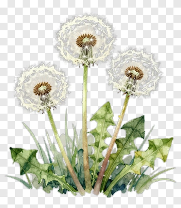 Dandelion Seed Heads With Leaves PNG