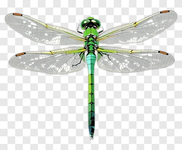 Green Dragonfly With Transparent Wings PNG