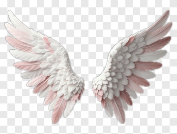 Angel Wings With Pink And White Feathers PNG