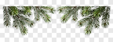 Pine Branch PNG