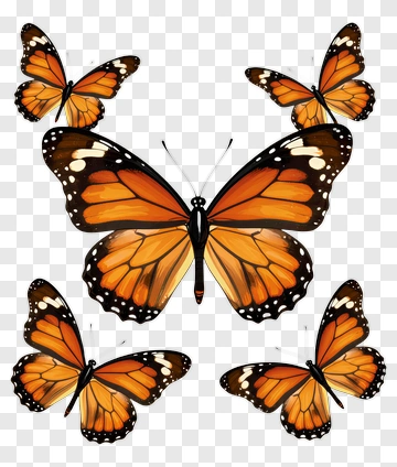 Monarch Butterflies PNG