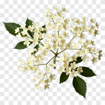 White Flower Cluster With Green Leaves PNG