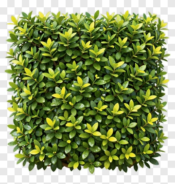 Boxwood Topiary Shrub PNG