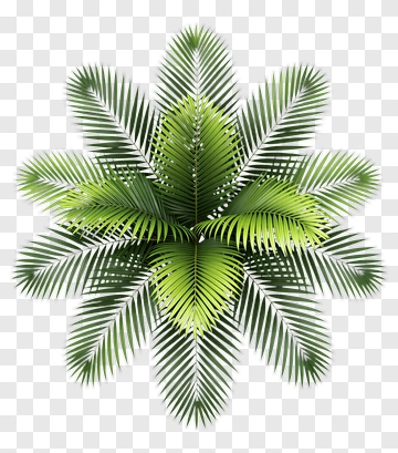 Palm Leaf PNG