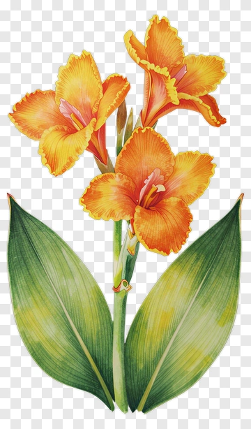 Orange Canna Lily With Green Leaves PNG