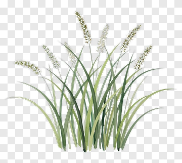 Watercolor Grass With Flowers PNG