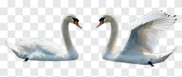 Pair Of Swans On Water PNG
