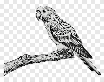 Hand Drawn Parrot Perched On Branch PNG