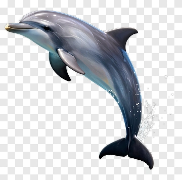 Jumping Dolphin With Water Splash PNG