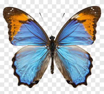 Blue And Orange Butterfly PNG