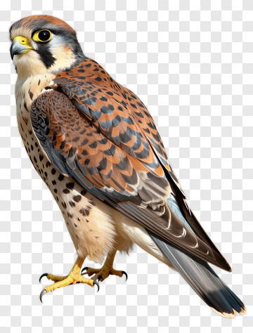 Falcon PNG