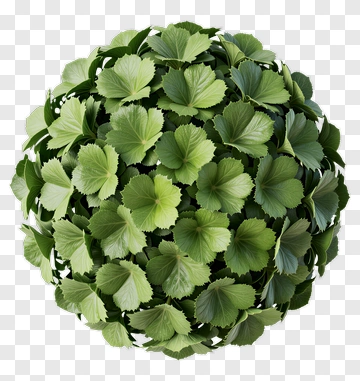 Leaf Sphere PNG