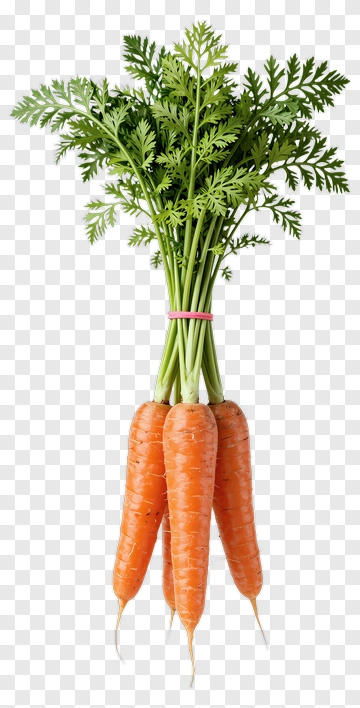 Bunch Of Fresh Carrots With Green Tops PNG