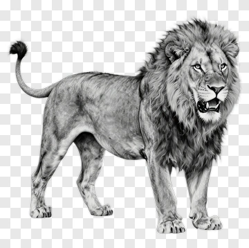 Lion PNG