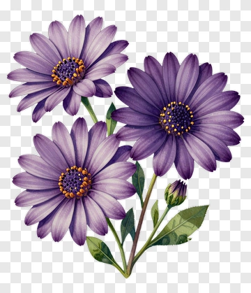 Purple Daisy With Green Leaves PNG
