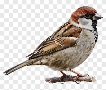 Sparrow Perched On Branch PNG