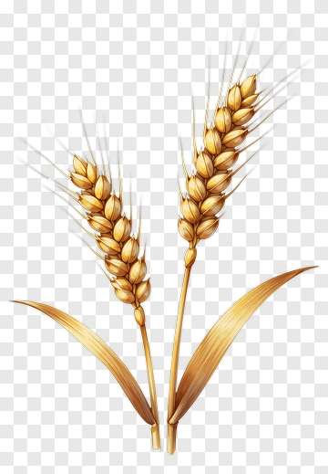 Two Golden Wheat Ears PNG