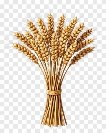 Bunch Of Golden Wheat PNG