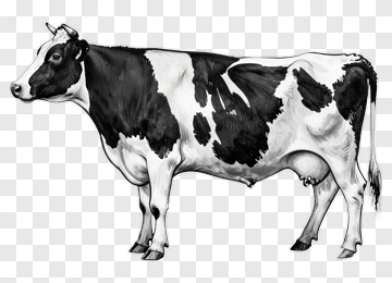 Black And White Cow PNG