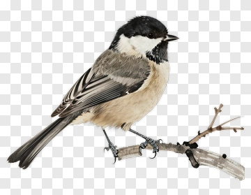 Chickadee Perched On Branch PNG